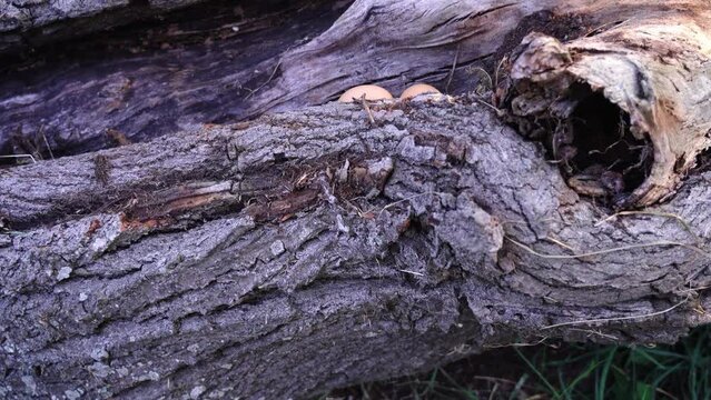 Small bird eggs of brown colour lie in grey wooden log gap