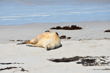 An Australian fur seal basks in the warm sunshine on a Kangaroo Island beach off the coast of South Australia.