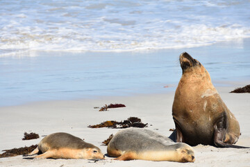 An Australian fur seal family basks in the warm sunshine on a Kangaroo Island beach off the coast of South Australia.