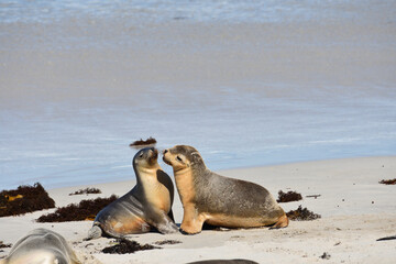Australian fur seal puppies plays in the warm sunshine on a Kangaroo Island beach off the coast of South Australia.