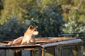 Australian dingo looking for a prey in the central Australia outback.