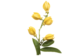 yellow flowers ylang ylang local flora of asia arrangement flat lay postcard style 