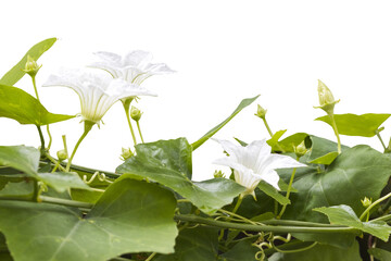 white flowers local flora of asia arrangement flat lay postcard style 