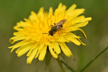 A honey bee collects nectar from a flower.