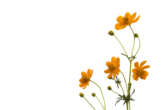 orange flowers cosmos arrangement flat lay postcard style 