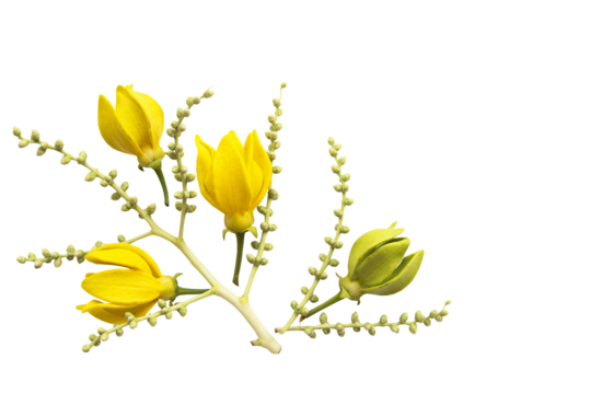 yellow flowers ylang ylang local flora of asia arrangement flat lay postcard style 