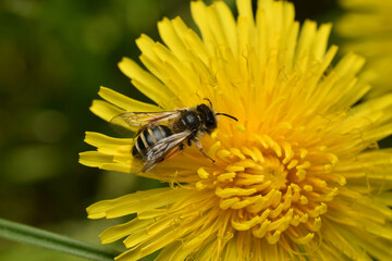 A honey bee landed on a flower.