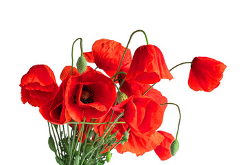 poppy flowers with bud isolated on white background