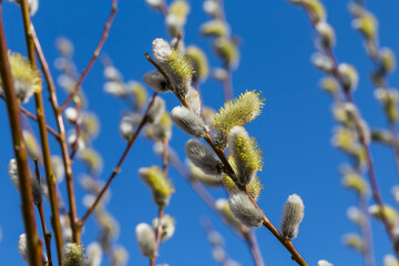 Fluffy soft willow buds