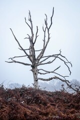 Dead tree standing alone in a misty day.
