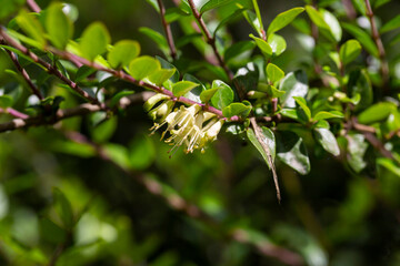 Obraz premium yellow flowers of Lonicera nitida shrub, spring floral background