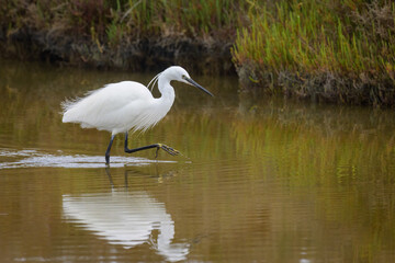 A Little Egret walking in the water looking for food