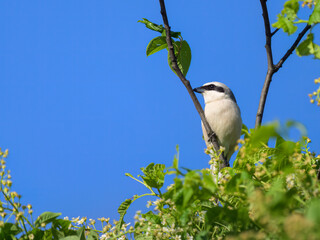 A male Red Backed Shrike sitting on a bush