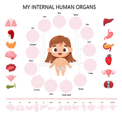 Anatomy human body. Infographics with cute girl. Visual scheme healthy internal female organs, names and locations. Medical educational kids poster in cartoon style. Biological concept task