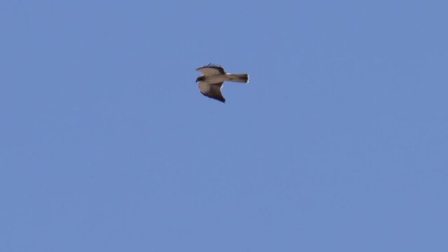 Booted Eagle Fly In Blue Sky, Looking For a Prey - Tracking