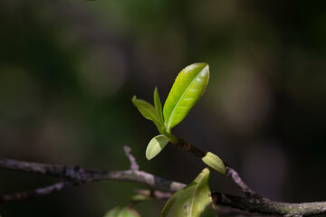 Closeup, Top of Green tea leaf in the morning, tea plantation, blurred background, selective focus.