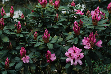 pink flowers in the garden
