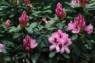 pink flowers in a garden