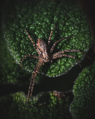 spider on a web