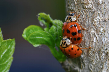 the mating of ladybugs, 무당벌레의 짝짓기