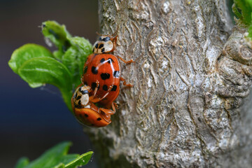 the mating of ladybugs, 무당벌레의 짝짓기