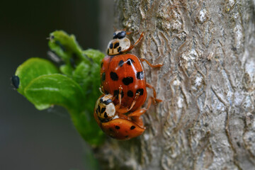 the mating of ladybugs, 무당벌레의 짝짓기