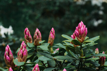 pink and yellow tulips