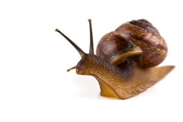 Garden snail ,isolated on white