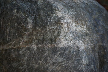 화강암과 흰벌레