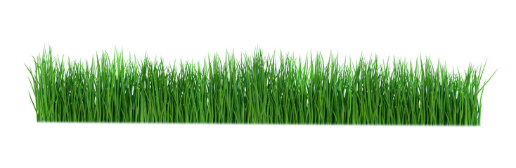 Fototapeta premium Fresh spring green grass isolated. Png transparency