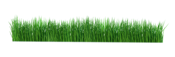 Fresh spring green grass isolated. Png transparency