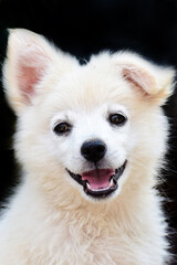 Beautiful Samoyed puppy dog back background black