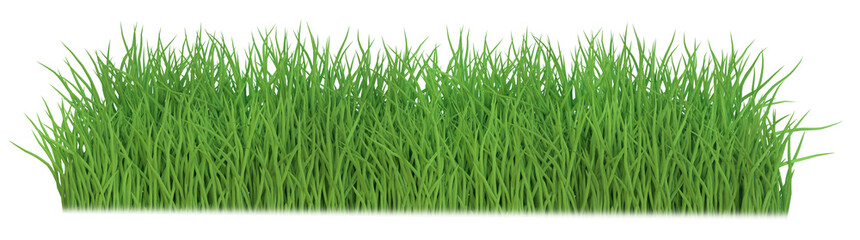 Fototapeta premium Fresh spring green grass isolated. Png transparency
