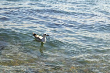 Juvenile Lesser black backed gull.
(Larus fuscus)| Shorebirds in Istanbul, TURKEY.
Seagull, Seagulls.
gulls