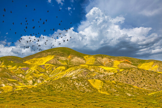 Exploring the super bloom and farm ruins in Carrizo Plain in California
