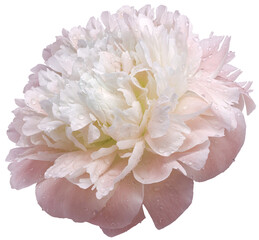 Light pink peony flower  on  isolated background with clipping path. Drops of water on the petals after the rain.   Transparent background.   Closeup. For design.   Nature. © nadezhda F