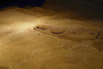 Cerastes gasperettii, commonly known as the Arabian horned viper sunk in the sand.