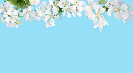 blossoming apple tree branches on blue background, banner with copy space