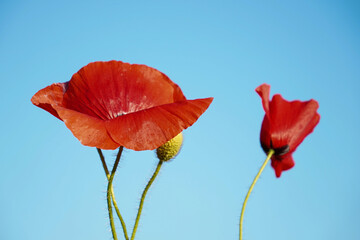Poppy flowers or papaver rhoeas poppy in garden, early spring on a warm sunny day, against a bright blue sky. 