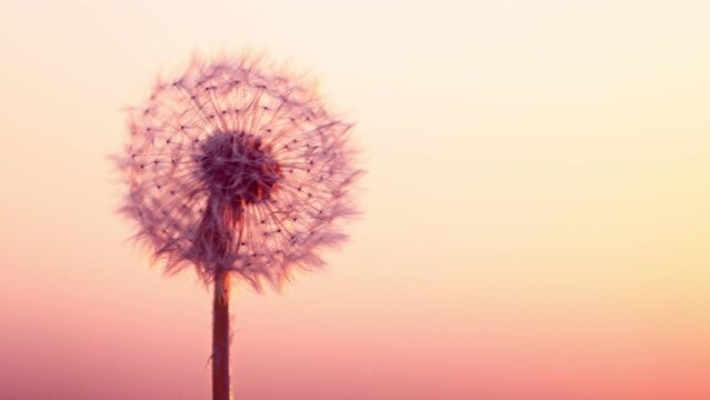 Super slow motion of bloomed dandelion with flying seeds in sunset. Filmed on high speed cinema camera, 1000 fps. Beautiful moody soft sunset light.