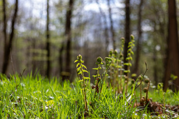 le sous bois avec des herbes et des fougères au printemps avec le bois flou au loin