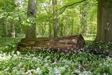 Wild garlic around a decaying log.
