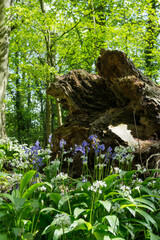 Wild garlic and bluebells with fallen tree.