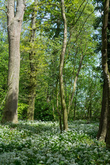 Wild garlic on a woodland floor.