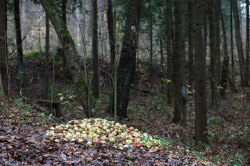 Stack with damaged and rotten apples on ground in nature in forest. Garden and food waste, compost.