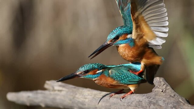 Kingfisher, Alcedo atthis. The female and male are engaged in the continuation of their species