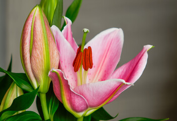 Asiatic lily, blooming colorful pink flower close-up, decorative elegant petals