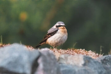  Cute little Siberian tit sits on a rock