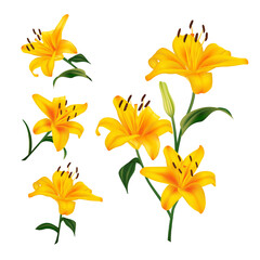 Beautiful yellow lily flowers. Realistic Elements for Labels of Cosmetic, Skin Care, Product Design.