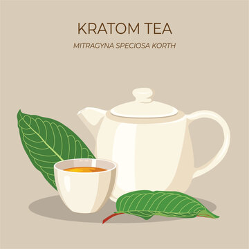 Cup of Kratom tea with kratom leaf or Mitragyna speciosa. Kratom is Thai herbal which encourage health.